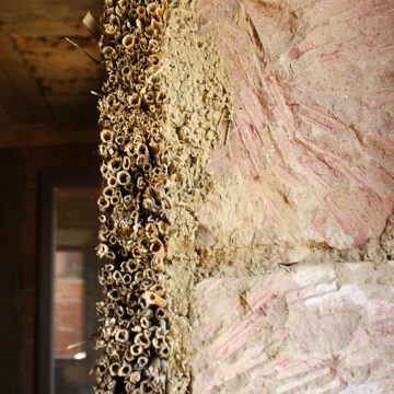 Wohnzimmer: Schilf-Dämmung an der Außenwand